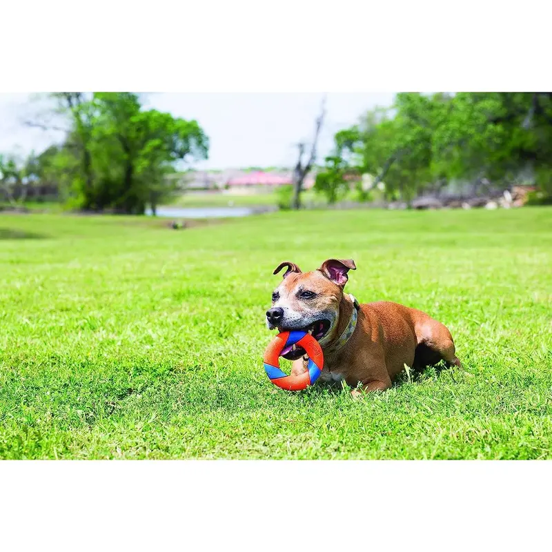 Chuckit! Ultra Squeaker Ring Dog Toy, Outdoor Fetch and Chase Toy for All Breed Sizes, multi-color 3