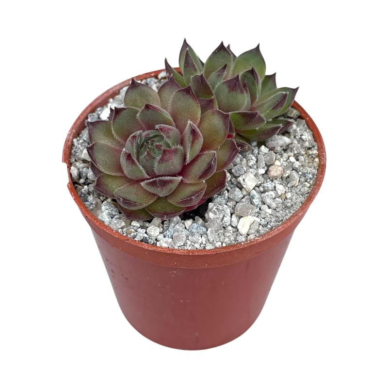 Sempervivum 'Seminole' 0