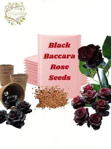 【Christmas Gift】Black Baccara Rose Seeds – Indoor Cold Sowing | Grow the Rarest Red & Black Beauty – Perfect for Garden Lovers – 100 Seeds