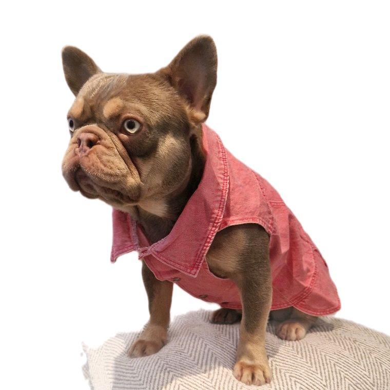Denim Jacket - Trendy Lightweight Waistcoat for Small Breed Dogs 1