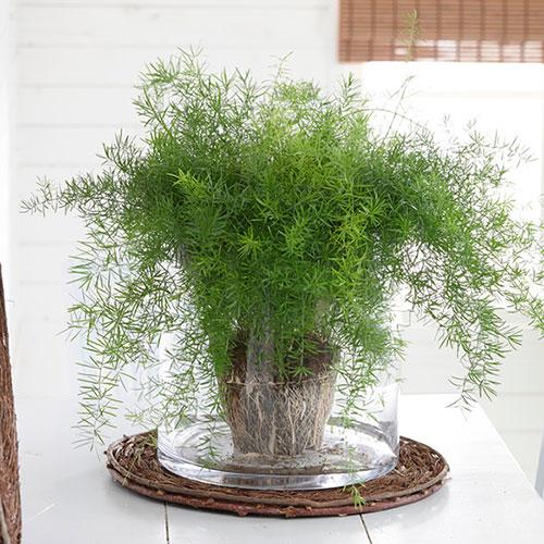 Houseplant Mix Collection, 6 x 12cm Pots 5
