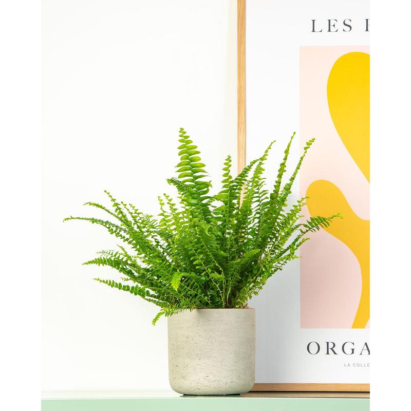 Boston Fern 3