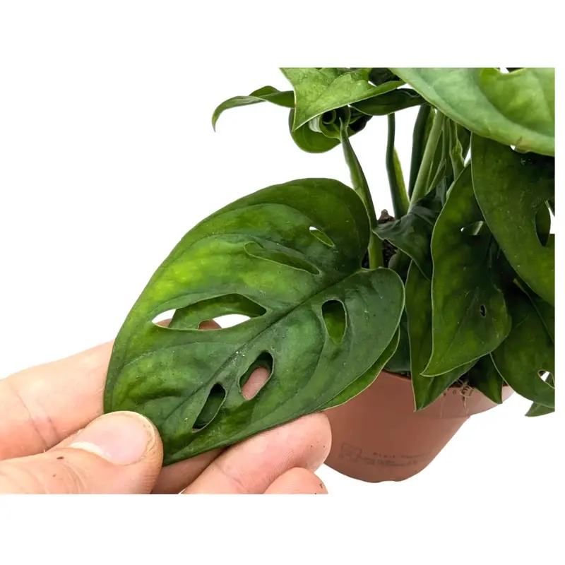 Monstera adansonii - Monkey Mask 3