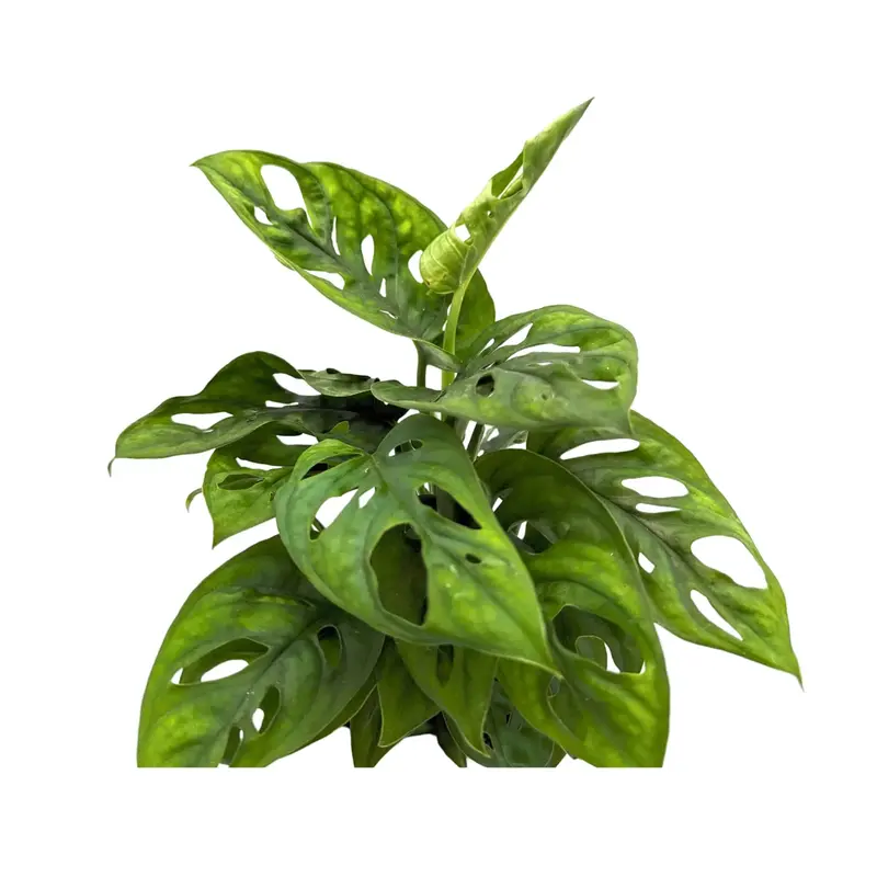 Monstera adansonii - Monkey Mask 1