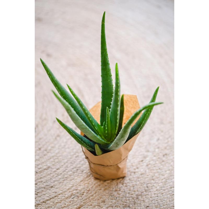 Aloe Vera 1