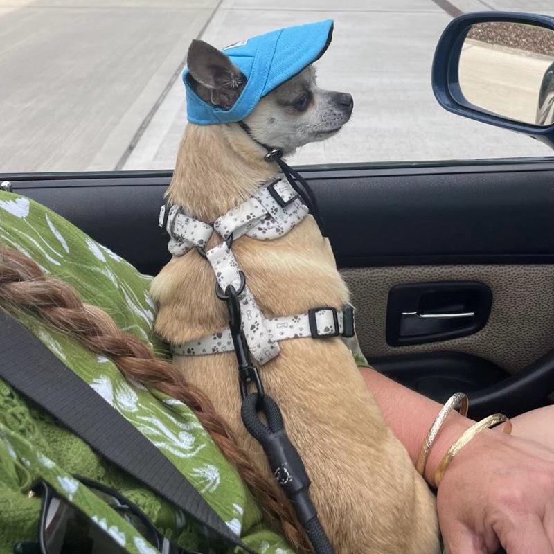 Brubonchi Pet Clothing & Accessories Adjustable Dog Baseball Cap Sun Hat with Ear Holes. UK Shop 9