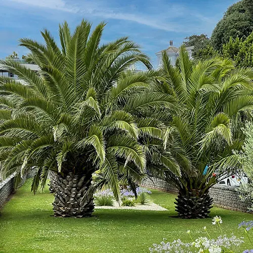 Pair of Hardy Phoenix Palm Trees, 55-75cm Tall in 15cm Pots 4