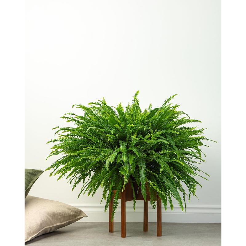 Boston Fern 4