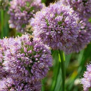 Set of 3 Allium 'Bubble Bath' (3 x 9cm pots)
