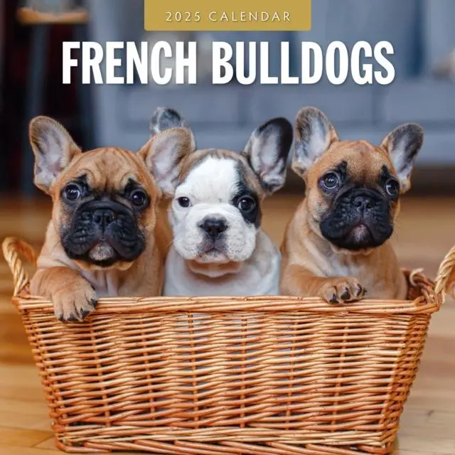 French Bulldogs 2025 Square Wall Calendar - Paperback Book - by Red Robin - 9781804424643 - Red Robin Publishing Ltd. 0