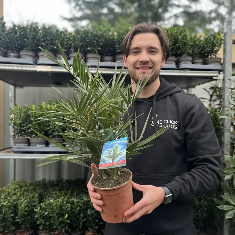 One Click Plants | Phoenix Palm | Phoenix canariensis 'Canary Island Date Palm' 60-70cm 0
