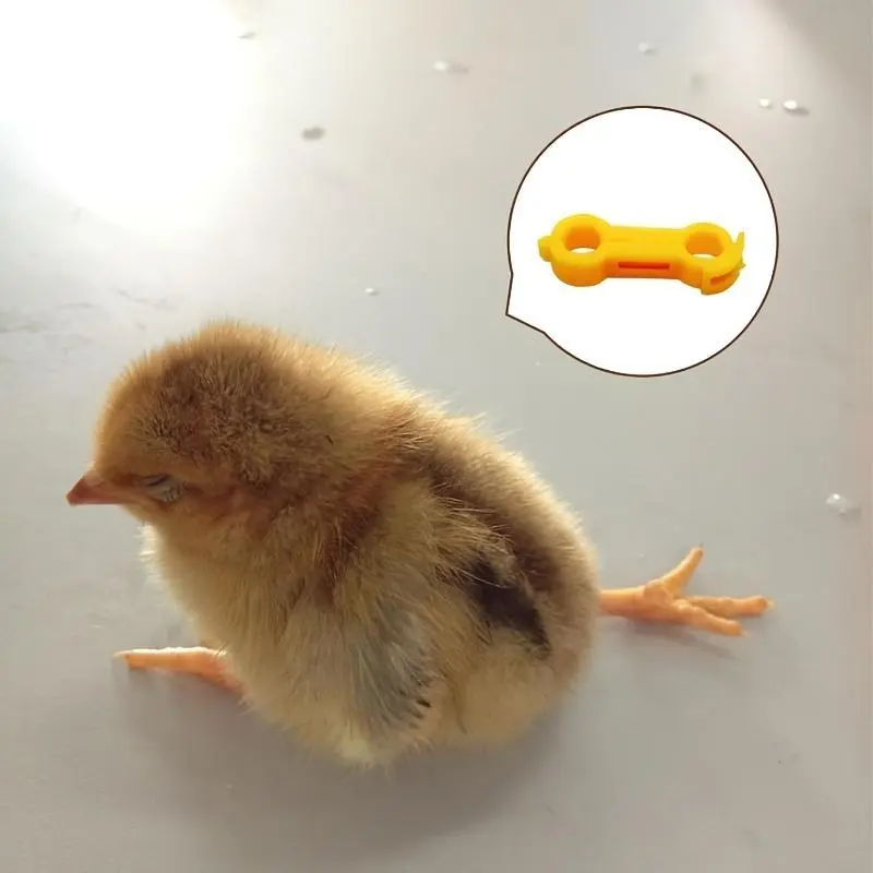 8pcs of Leg Braces for Chicks, Designed for The Leg Recovery of Young Chickens, Quails, Ducklings, And Small Birds, Suitable for Poultry Farming, Farms, And Poultry Breeding Facilities. 1