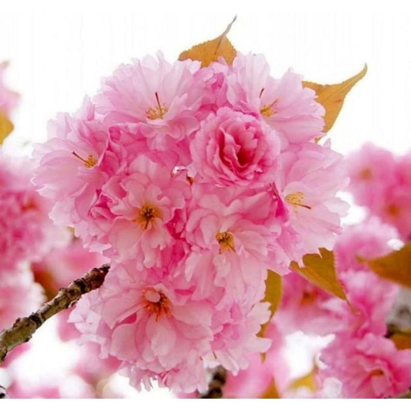 10pcs Japanese Tear Flower Cherry seed, Rare Garden Japanese Tear Flower Cherry Blossom High Growth Tree Cold1Resistant Seeds High Quality American Ready1Made Christmas Gifts1fresh seeds 1 limited supply 1 precious variety high quality 7