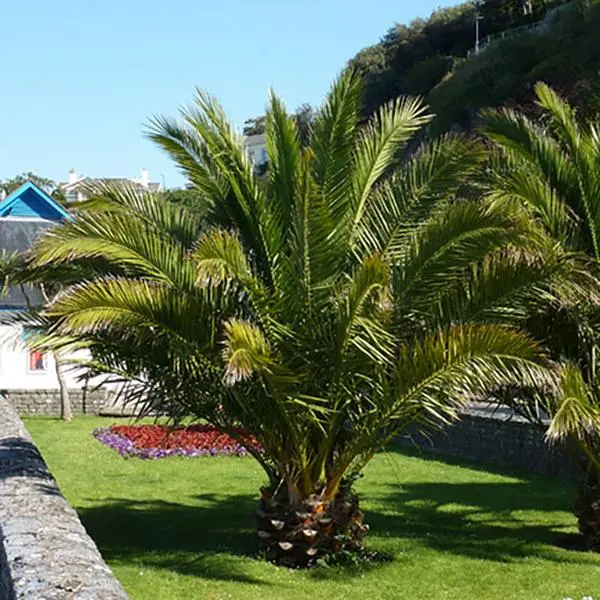 Pair of Hardy Phoenix Palm Trees, 60-80cm Tall in 15cm Pots