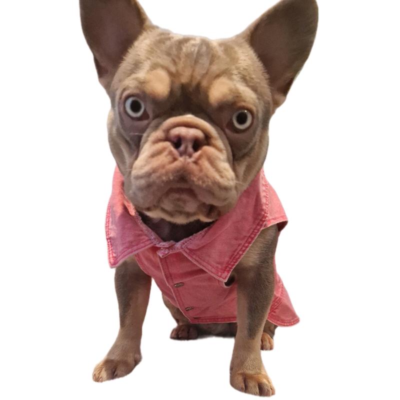 Denim Jacket - Trendy Lightweight Waistcoat for Small Breed Dogs 6