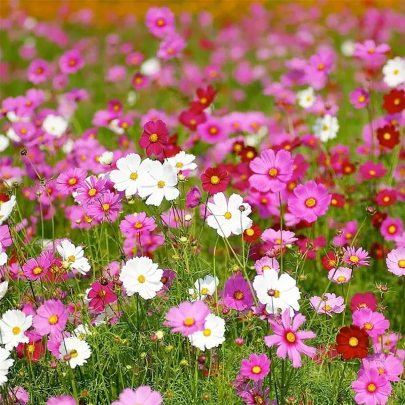 Cosmos - Dwarf Mix - 300 Flower Seeds - Cosmos BIPINNATUS 1