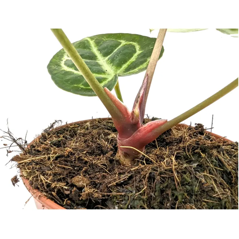 Anthurium crystallinium 4