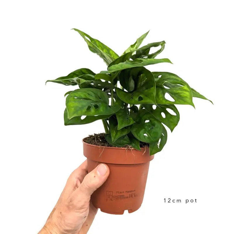 Monstera adansonii - Monkey Mask 5
