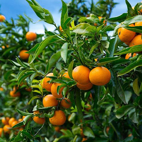 Citrus 'Mandarin' Tree in 4 Litre Pot 1