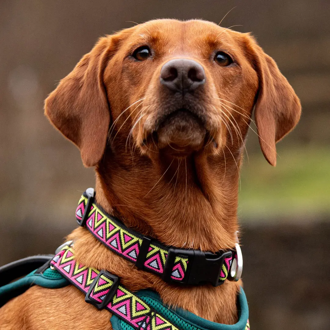 Neerdog Go-Cee Lantana Collar - For adventurous dogs