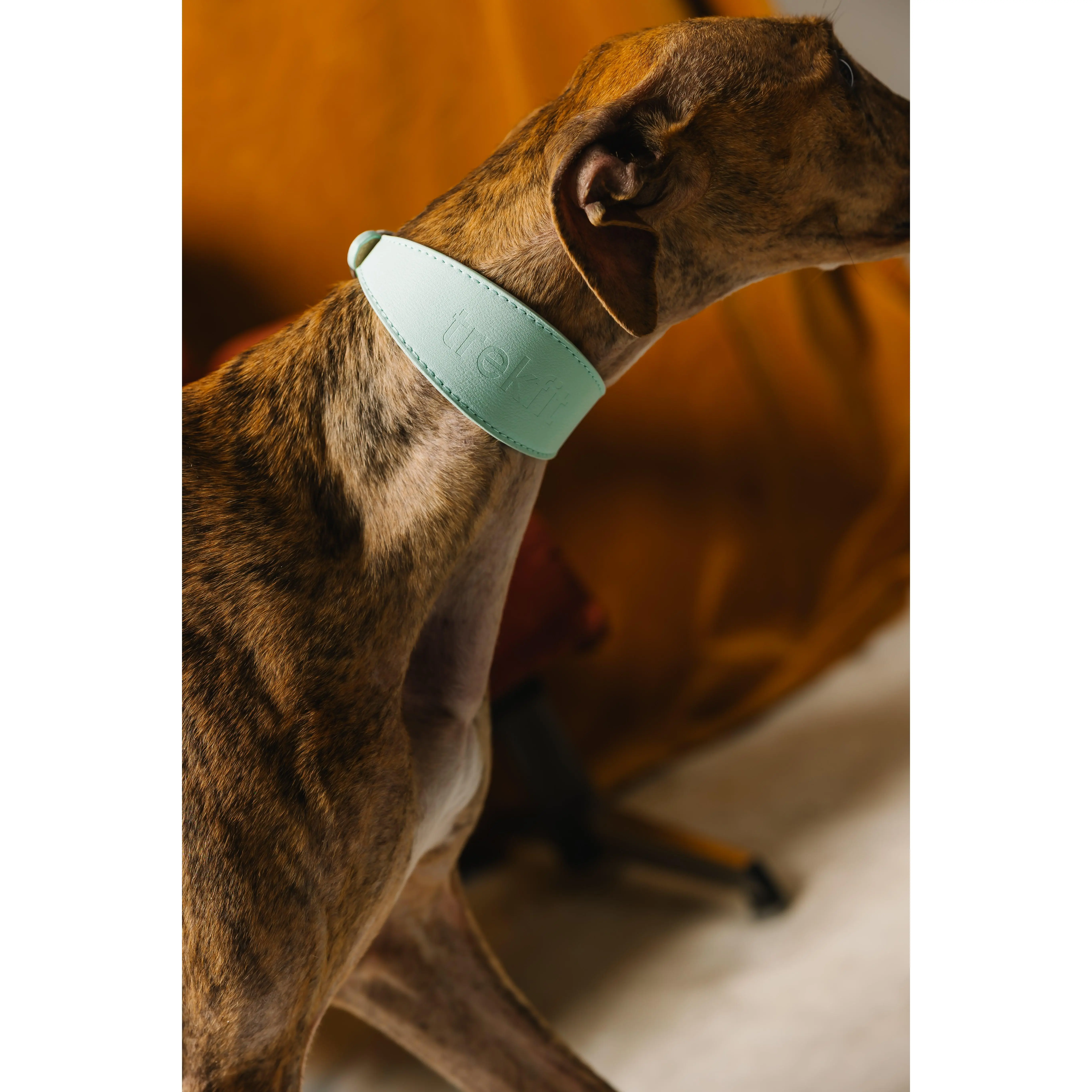 Powder Blue  Sighthound Collar