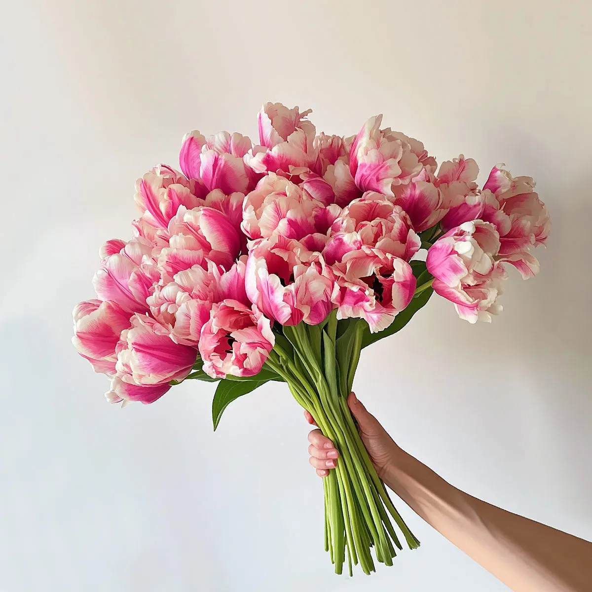 Bicolour Tulips Pink White Fresh Tulip Bouquet British Grown