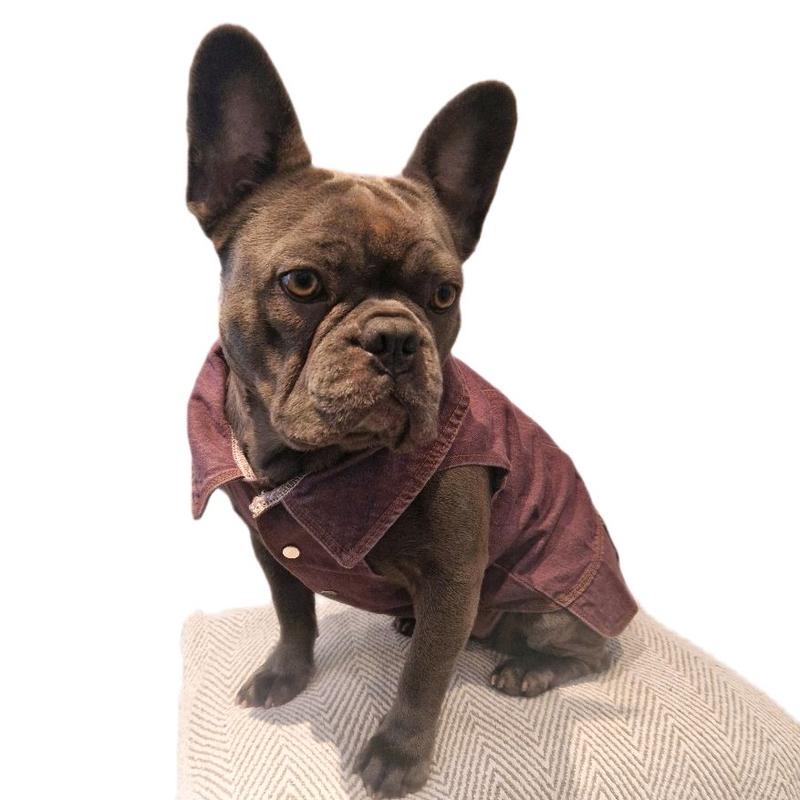 Denim Jacket - Trendy Lightweight Waistcoat for Small Breed Dogs 5