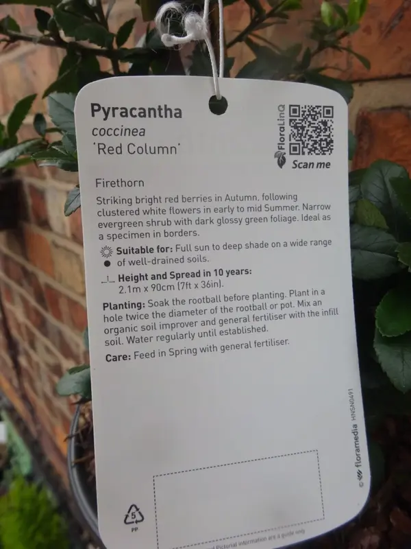 Large Pyracantha Firethorn 'Red Column' Hardy Evergreen Approx 1 metre Tall 3 Litre Pot - RHS Plants for Pollinators 5