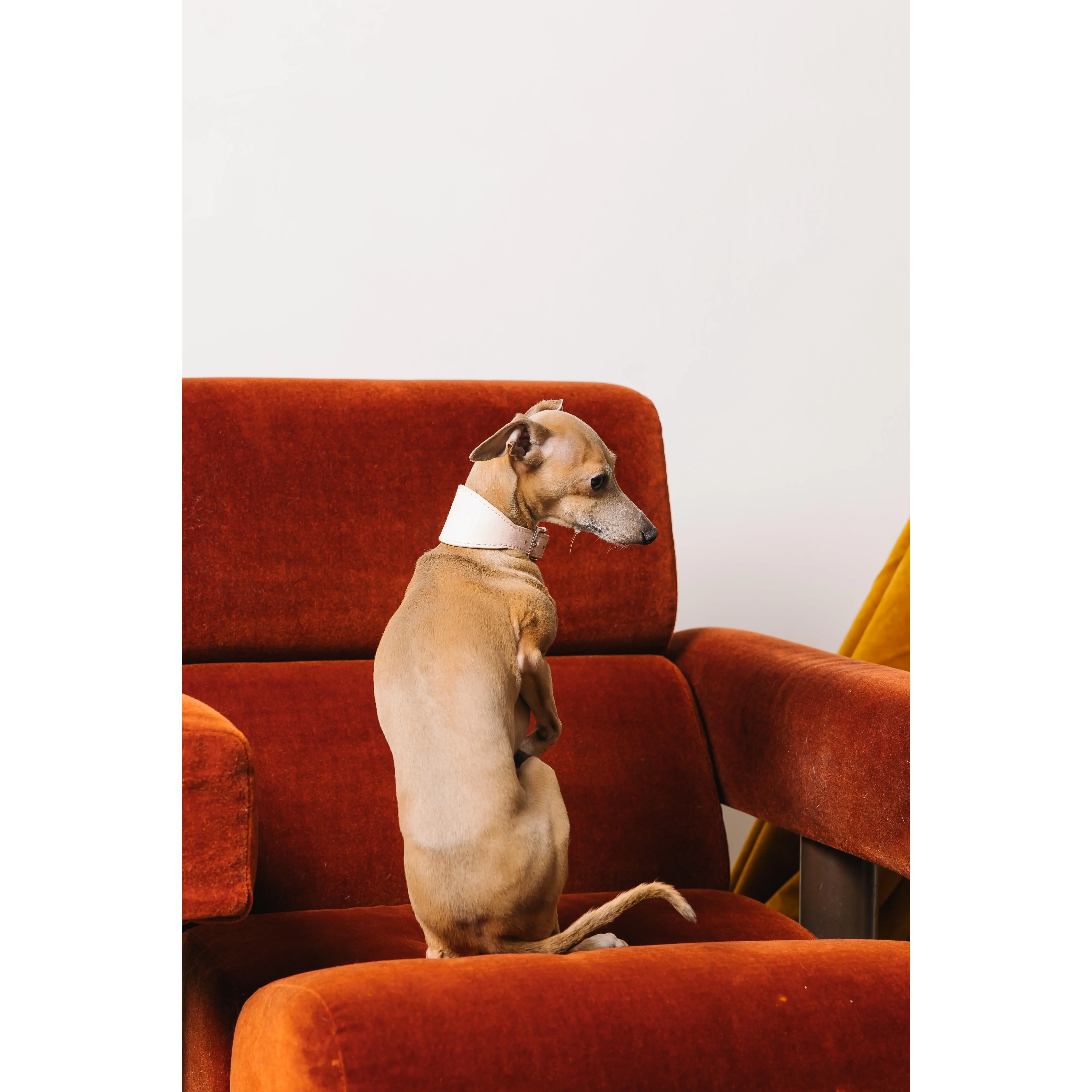 Powder Pink Sighthound Collar