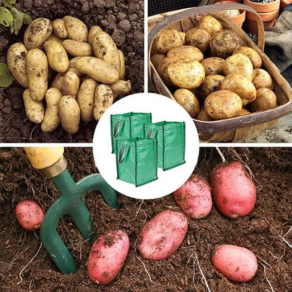 Potato Growing Selection, Grow Your Own Potatoes, Three Seed Varieties and Three Growing Pod Bags, Start Growing in Gardens, Patios, and Courtyard Gardens 0