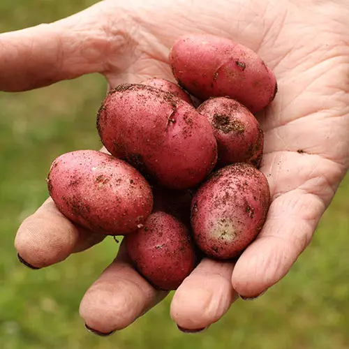 Potato Growing Selection, Grow Your Own Potatoes, Three Seed Varieties and Three Growing Pod Bags, Start Growing in Gardens, Patios, and Courtyard Gardens 2