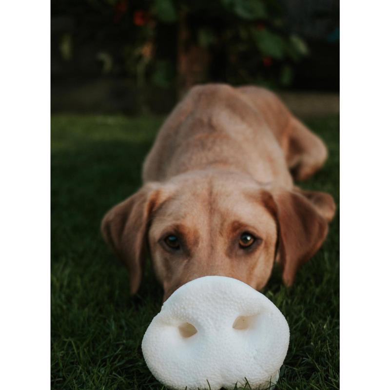 Anco Naturals Puffed Pig Snout 1