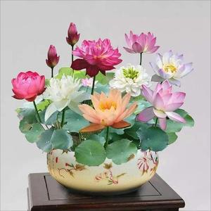 50 Pcs Mixed Color Bonsai Bowl Lotus Seeds - Exotic Water Lily Flower Plant Seeds for Ornamental Pond and Home Planting