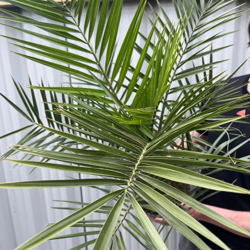 One Click Plants | Phoenix Palm | Phoenix canariensis 'Canary Island Date Palm' 60-70cm 2