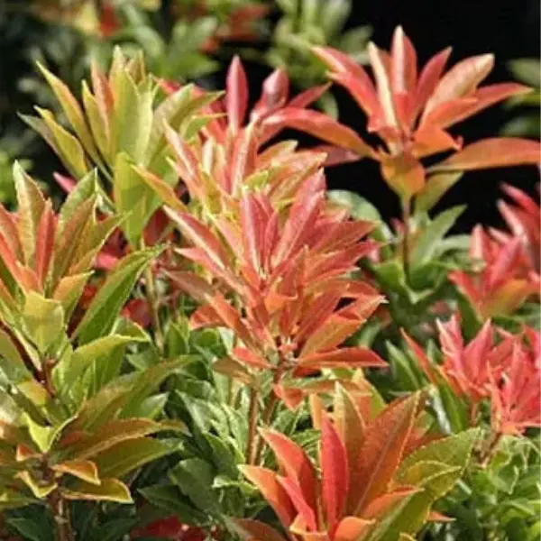 1 X PIERIS 'MOUNTAIN FIRE' EVERGREEN SHRUB HARDY GARDEN PLANT IN POT, Shrubs, Bushes & Hedges 3