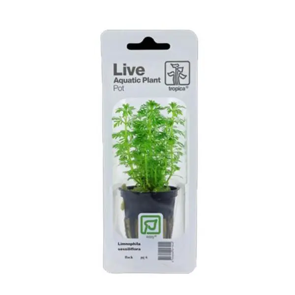 Tropica Limnophila sessiliflora Live Aquatic Plant Pot