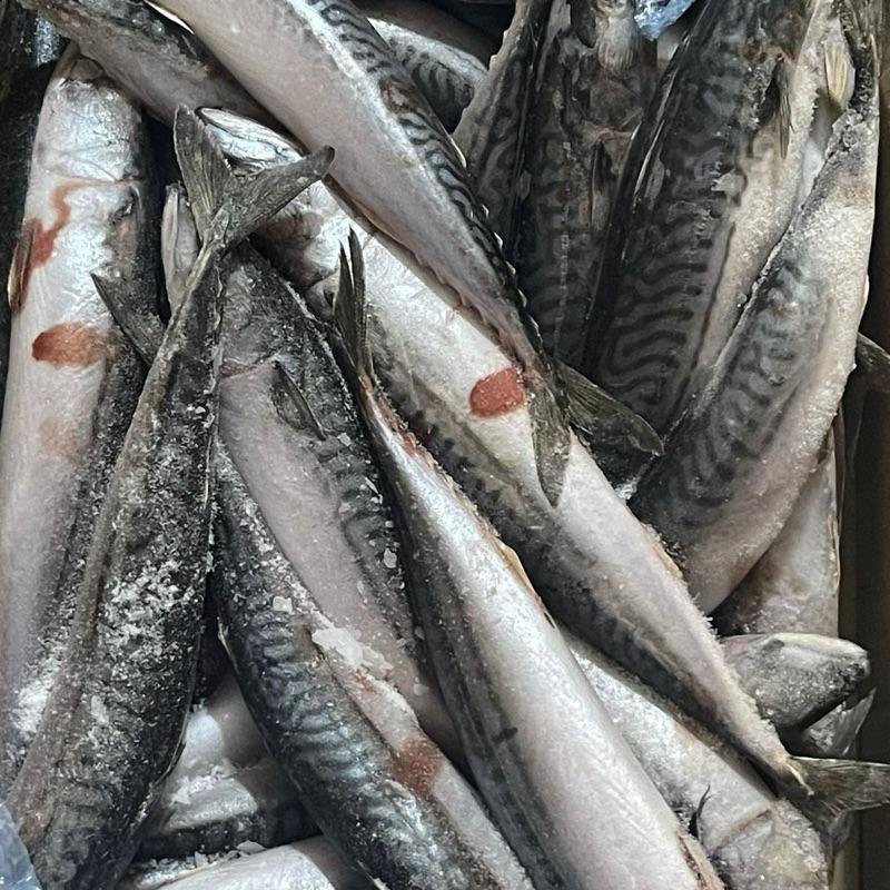 TITUS Mackerel Box - Premium Seafood for a Healthy Diet Protein 1