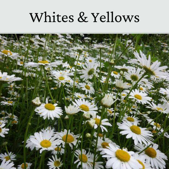 Product Introduction of Ox eye Daisy   seeds by johnsons. A tradition British sign of Summer 4