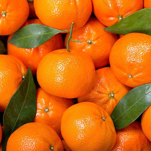 Citrus 'Mandarin' Tree in 4 Litre Pot 3