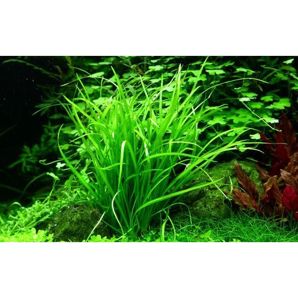 Easy Plant Pack 8