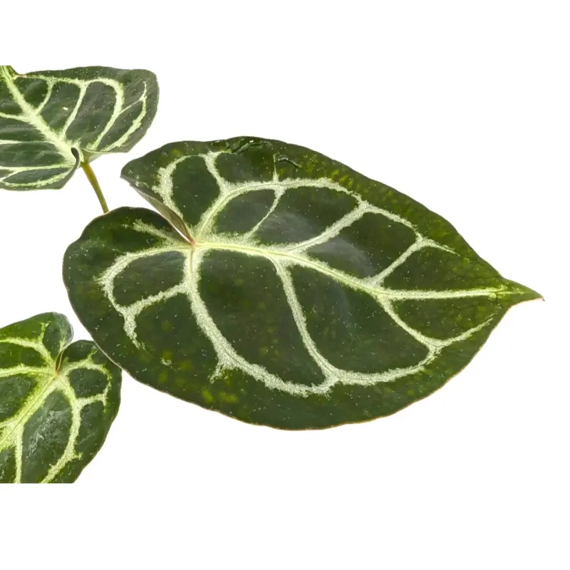 Anthurium crystallinium 2