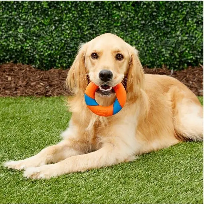 Chuckit! Ultra Squeaker Ring Dog Toy, Outdoor Fetch and Chase Toy for All Breed Sizes, multi-color 2