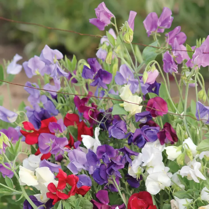 PREMIER SEEDS DIRECT - Sweet Pea - Spencer Mix - 100 Finest Seeds 1