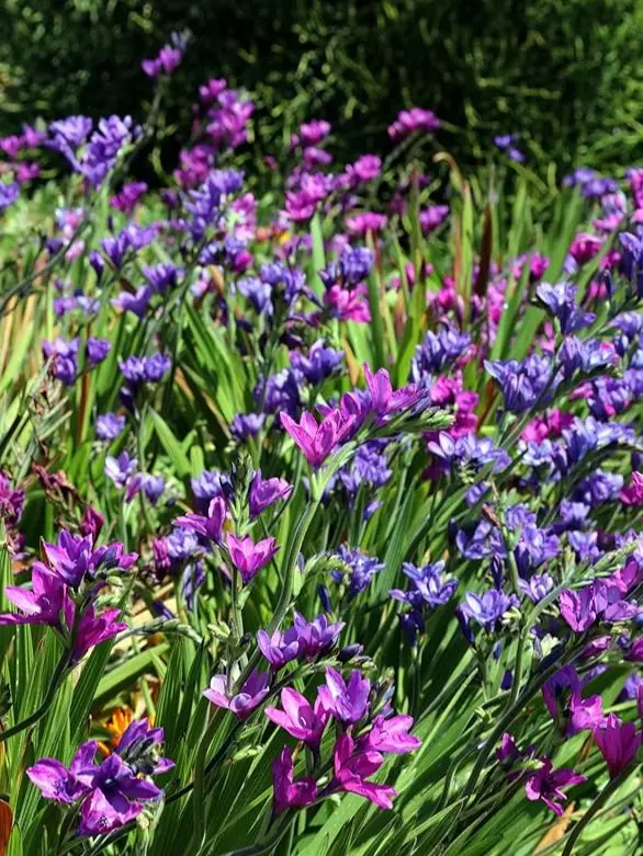 10 x Babiana Stricta Mixed Bulbs Baboon Flower Fragrant Perennial Garden Plant 6