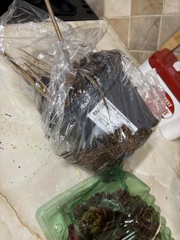 Product Review of You Garden - Imperata Japanese Blood Grass 'Red Baron' in a 2L Pot from J**t j** 1