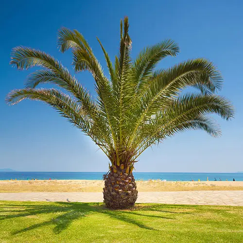 Pair of Hardy Phoenix Palm Trees, 55-75cm Tall in 15cm Pots 1