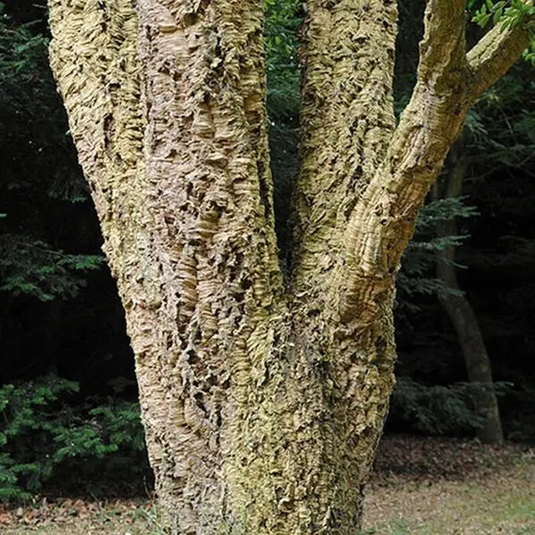 Quercus Suber (Cork Oak) 80-90cm 3 Litre 0