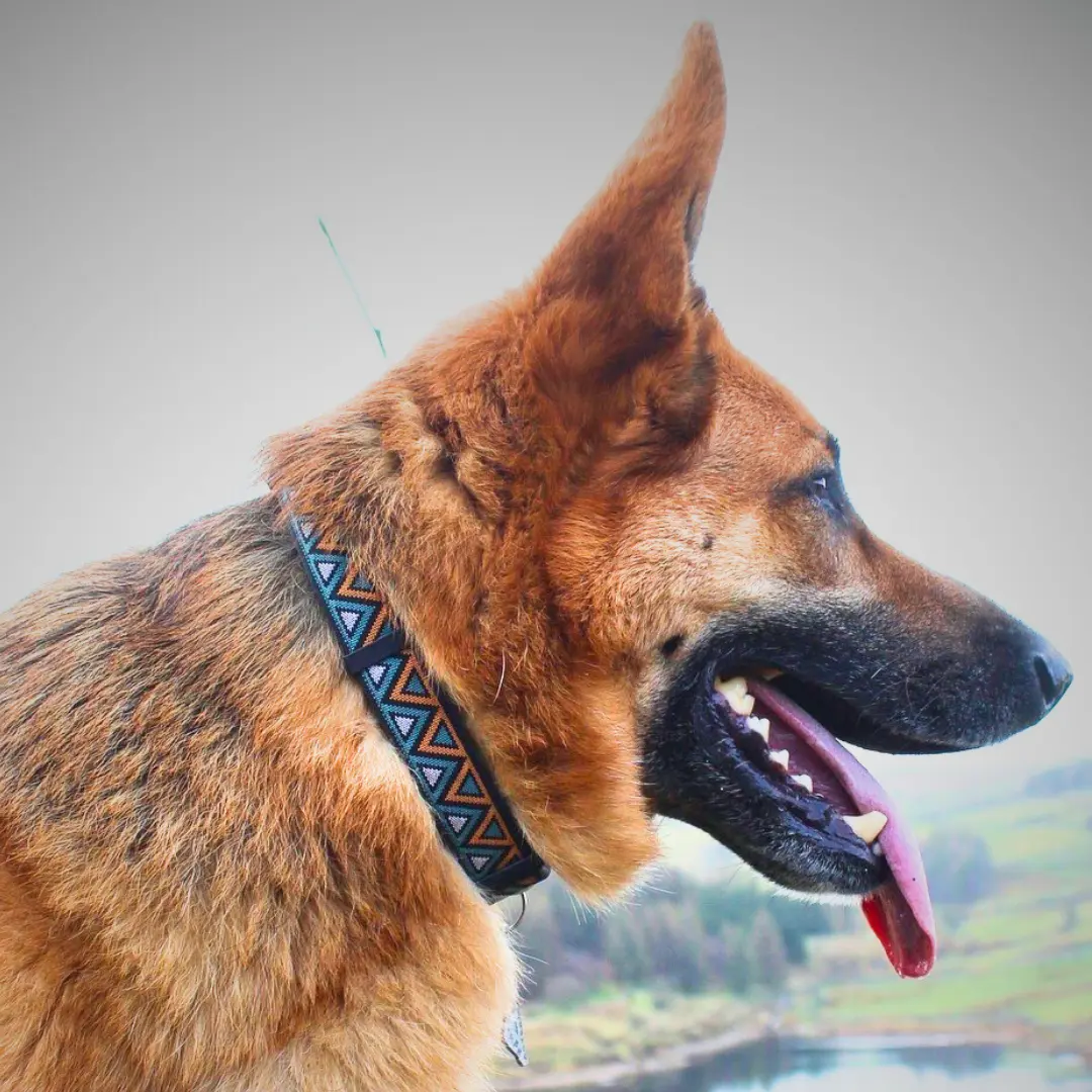 Neerdog Go-Cee Hollyhock Collar