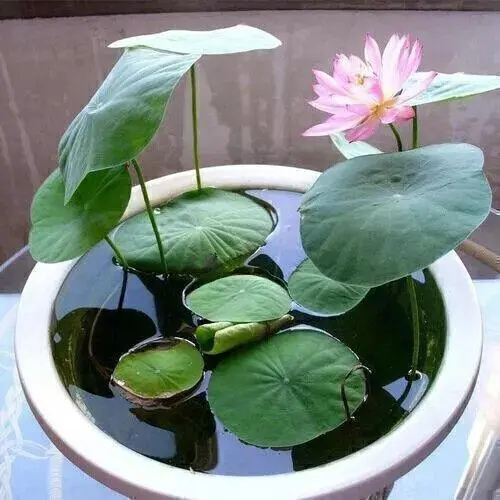 30/60/90/120 Seeds Start Your Water Garden With Hand - 10X Red Spider Lily Seeds Lycoris Radiata Flower Garden Plant Decoration Seed - Picked Lotus Seeds and Aquatic Plants UK HOT 6