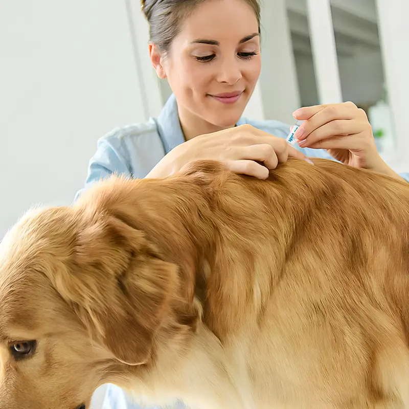 2 x 2 Dog Flea & Tick Treatment Spot-On Solution - Repellent & Upto 4 Months Protection 5